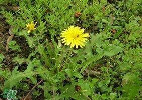 蒲公英和荠菜的能同食吗?荠菜和蒲公英的区别 蒲公英和荠菜的能同食吗?荠菜和蒲公英的区别