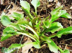 蒲公英和荠菜的能同食吗?荠菜和蒲公英的区别 蒲公英和荠菜的能同食吗?荠菜和蒲公英的区别