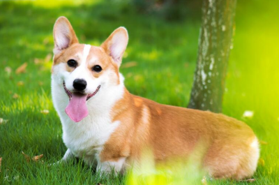 ​上班族养什么狗最省心（家庭养什么狗最干净还省心）