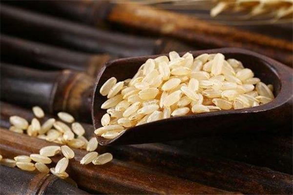 糙米茶可以天天喝吗 糙米茶什么时候喝最好