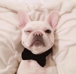 狗狗有这6大特征,旺家又旺主人,是条旺财狗