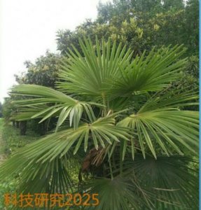 ​芭蕉树的价值和种植方法