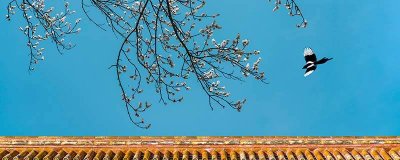 小鸟是动物吗 小鸟是小动物吗?