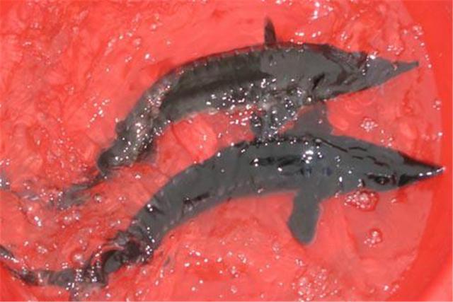 中华鲟的基本资料（功效和营养价值）(3)