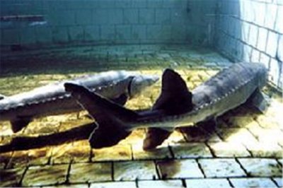 中华鲟的基本资料(功效和营养价值)