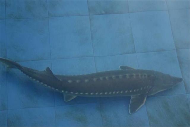 中华鲟的基本资料（功效和营养价值）(2)