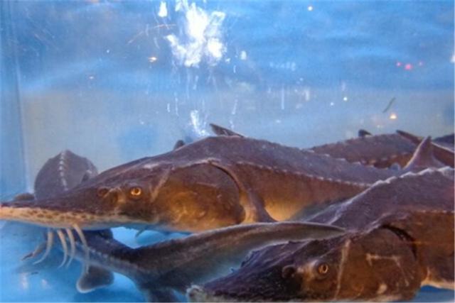 中华鲟的基本资料（功效和营养价值）(4)