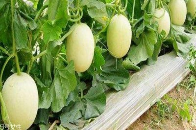 什么是梨瓜呢 梨瓜有什么营养价值吗