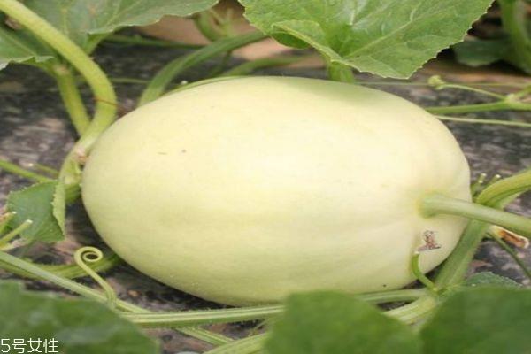 什么是梨瓜呢 梨瓜有什么营养价值吗