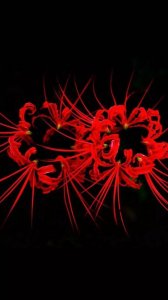 曼珠沙华最惊艳的一句 彼岸花的真正花语是什么