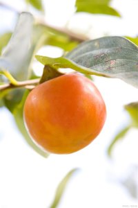 ​吃柿子有什么好处对皮肤好吗（果星来客：柿子改善皮肤的四种益处）