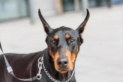 金毛幼犬开食,心粮牛肉配方湿粮 金毛幼犬狗粮怎么做