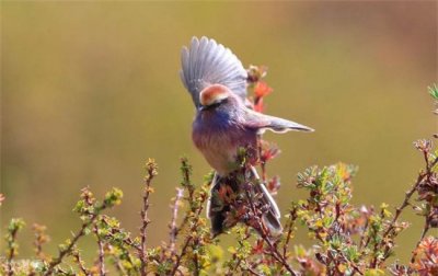被称为高原上的七彩精灵 花彩雀莺绚丽多彩(体型较小)