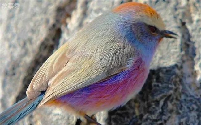 网络图片(侵删)