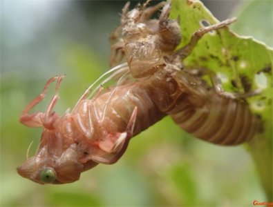 金蝉脱壳什么意思?金蝉脱壳的故事