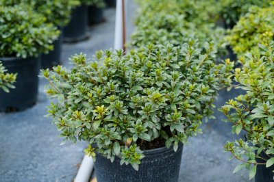 ​杜鹃繁殖方法，怎么扦插成活率高