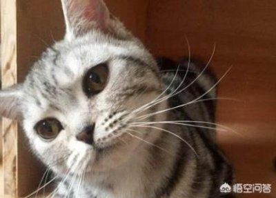 猫咪嘴巴长猫癣怎么办?三步骤:先隔离消毒、再清洁皮肤,然后补充营养