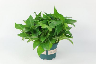 ​卧室可以放绿萝睡觉吗