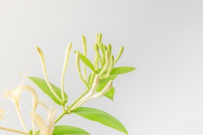 ​金银花的花语，有什么传说故事