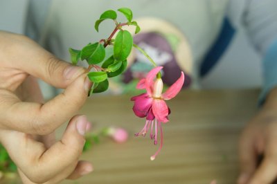 ​倒挂金钟能养几年