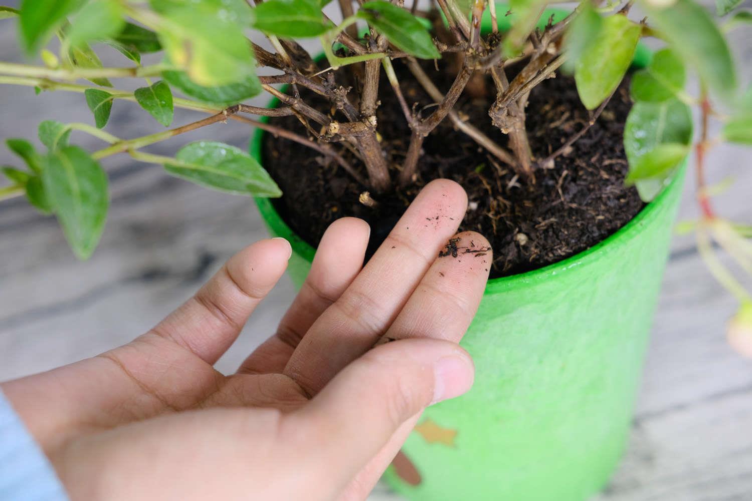 倒挂金钟 倒挂金钟