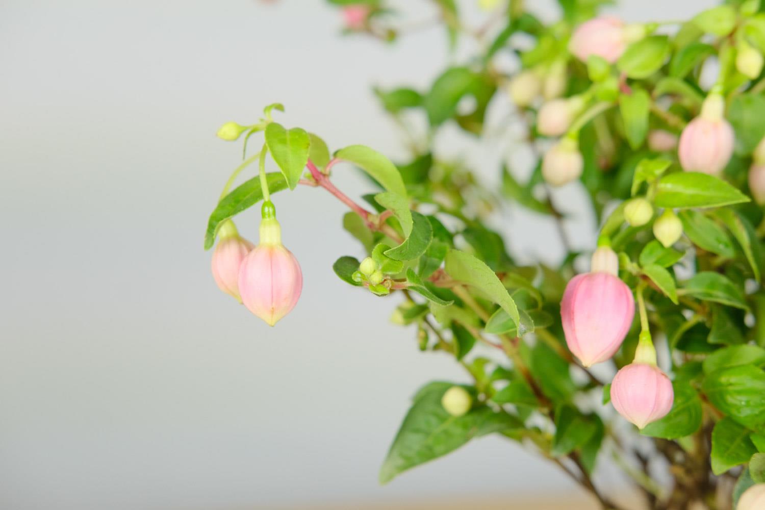 倒挂金钟 倒挂金钟