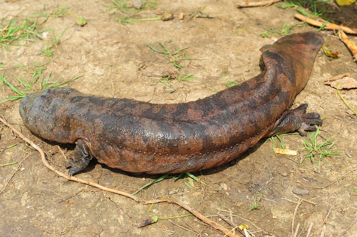 娃娃鱼价值（娃娃鱼介绍）