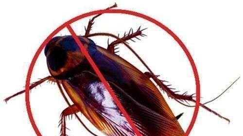 怎样有效灭蟑螂且对人无危害