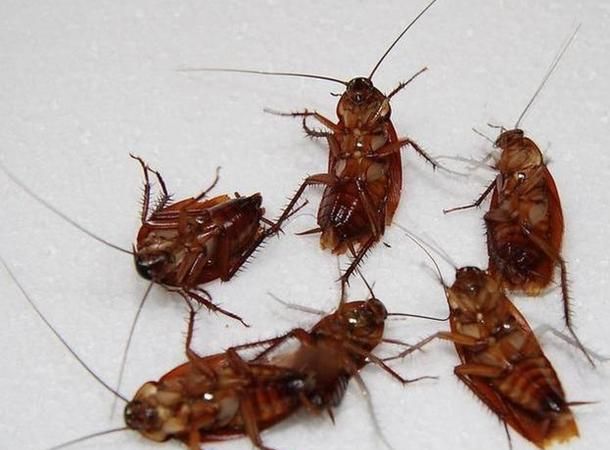 如何去除房间蟑螂最有效的方法