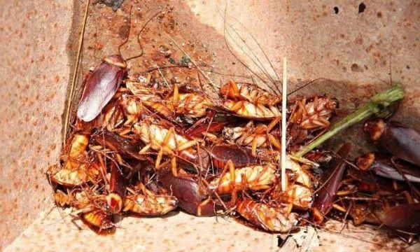 怎么去蟑螂有效又不伤害健康,有什么方法可以赶走蟑螂又不伤害它们呢图4