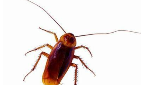 怎么去蟑螂有效又不伤害健康,有什么方法可以赶走蟑螂又不伤害它们呢图1