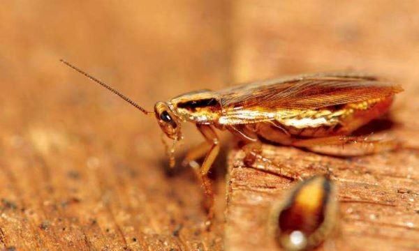 怎么去蟑螂有效又不伤害健康,有什么方法可以赶走蟑螂又不伤害它们呢图3