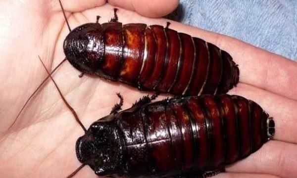 怎么去蟑螂有效又不伤害健康,有什么方法可以赶走蟑螂又不伤害它们呢图5