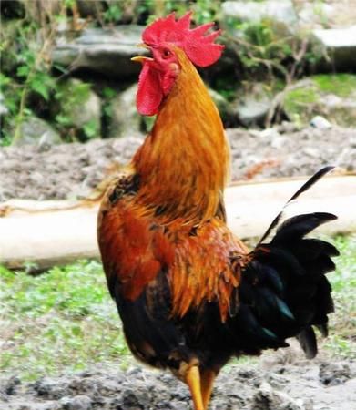 正月时鸡叫一般是几点