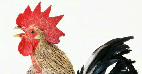 公鸡几点打鸣是正常,公鸡打鸣一般在早上的什么时间段?图2