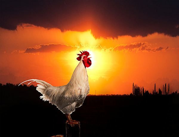 公鸡几点打鸣是正常,公鸡打鸣一般在早上的什么时间段?图4