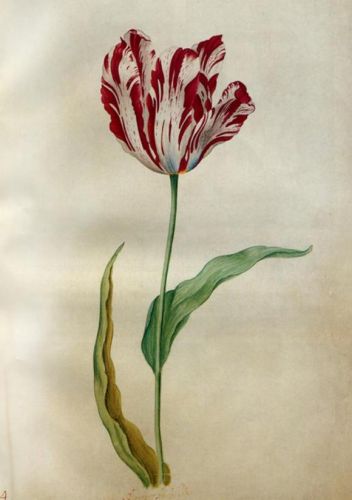 郁金香泡沫事件原因及启示(郁金香泡沫桌游规则)-第2张图片-