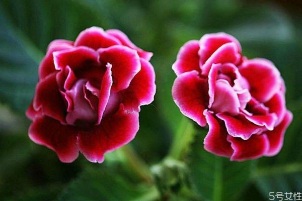 大岩桐的花语是什么呢 大岩桐的种植注意有什么呢