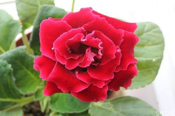 大岩桐的花语是什么呢 大岩桐的种植注意有什么呢