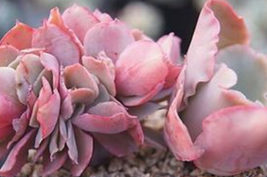 叶插发芽后续怎么处理(图3)