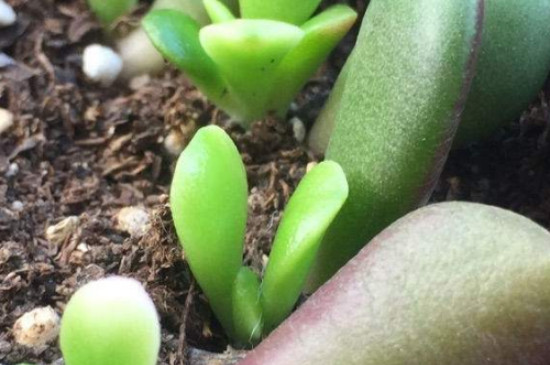 叶插发芽后续怎么处理(图2)