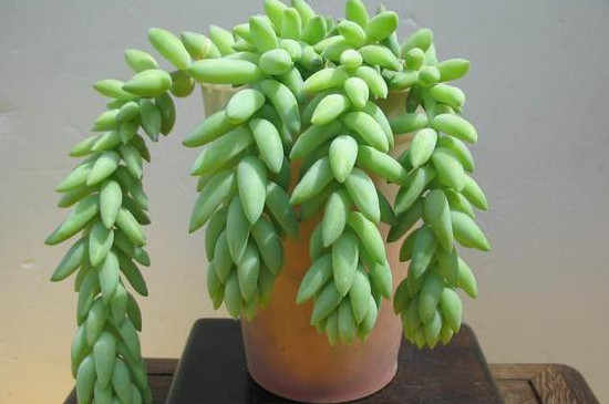 叶插发芽后续怎么处理(图4)