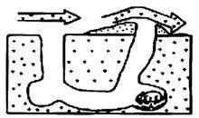 草原犬鼠（学名：Cynomys）