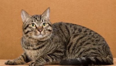 中国唯一品种猫被CFA除名,在美国售价高达上万元