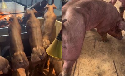 ​健身猪最高卖8万 为什么那么贵(配种)