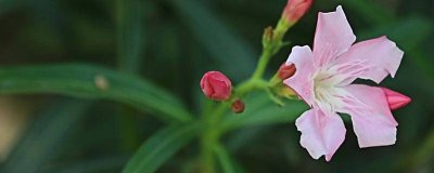 ​夹竹桃叶子干枯是否死了 夹竹桃的枝叶有毒吗图片