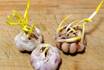 ​发芽的大蒜能不能吃
