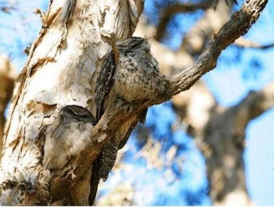 ​自然界最会伪装的鸟：林鸱鸟一辈子伪装成树