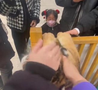 ​动物园幼虎被游客争相摸头，幼虎摇晃脑袋躲闪，园方：已停止展出