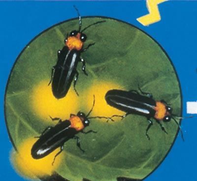 萤火虫有几只脚,昆虫记中33种昆虫简介图4